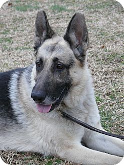 German Shepherd Dog Dog for Sale in Nashville, Tennessee - Quincy German Shepherd Dog Dog for Sale in Nashville, Tennessee - Quincy
