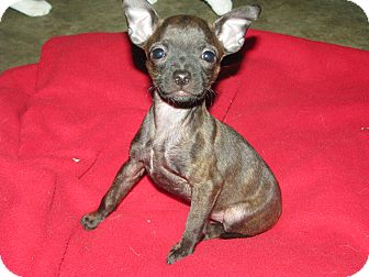 Boston Terrier/Chihuahua Mix Puppy for Sale in Somers, Connecticut - Bubbles - Such a character! Boston Terrier/Chihuahua Mix Puppy for Sale in Somers, Connecticut - Bubbles - Such a character!