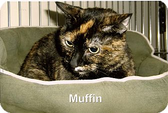 Domestic Shorthair Cat for Sale in Medway, Massachusetts - Muffin Domestic Shorthair Cat for Sale in Medway, Massachusetts - Muffin