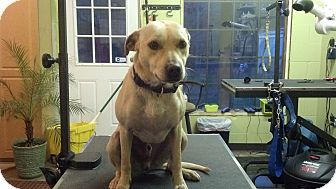 Labrador Retriever/Terrier (Unknown Type, Medium) Mix Dog for Sale in Brattleboro, Vermont - Bubba Labrador Retriever/Terrier (Unknown Type, Medium) Mix Dog for Sale in Brattleboro, Vermont - Bubba