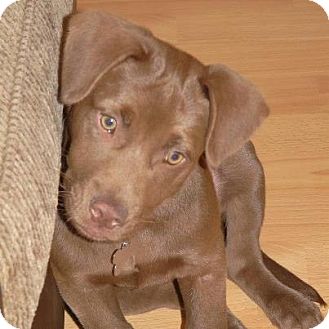 Labrador Retriever Mix Puppy for Sale in Porter, Texas - Milo Labrador Retriever Mix Puppy for Sale in Porter, Texas - Milo