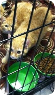 Domestic Shorthair Cat for Sale in Mobile, Alabama - Tweety Domestic Shorthair Cat for Sale in Mobile, Alabama - Tweety