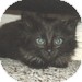 Domestic Longhair Kitten for Sale in Vancouver, British Columbia - Mittens Domestic Longhair Kitten for Sale in Vancouver, British Columbia - Mittens