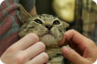 Domestic Shorthair Kitten for Sale in New York, New York - Truman Domestic Shorthair Kitten for Sale in New York, New York - Truman