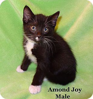 Domestic Shorthair Kitten for Sale in Bentonville, Arkansas - Almond Joy Domestic Shorthair Kitten for Sale in Bentonville, Arkansas - Almond Joy