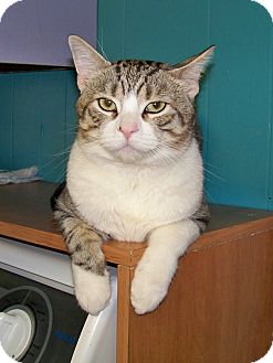Domestic Shorthair Cat for Sale in Dover, Ohio - Bear Domestic Shorthair Cat for Sale in Dover, Ohio - Bear