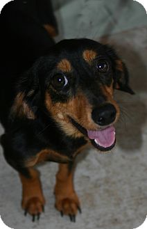 Dachshund Mix Dog for Sale in Oviedo, Florida - Lilly Dachshund Mix Dog for Sale in Oviedo, Florida - Lilly