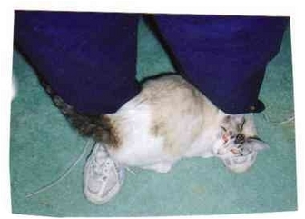 Snowshoe Cat for Sale in Germantown, Maryland - COCO CHANEL Snowshoe Cat for Sale in Germantown, Maryland - COCO CHANEL