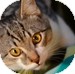 Domestic Shorthair Kitten for Sale in Vancouver, British Columbia - Marty Domestic Shorthair Kitten for Sale in Vancouver, British Columbia - Marty