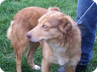 Australian Shepherd/Labrador Retriever Mix Dog for Sale in Germantown, Maryland - Abby Australian Shepherd/Labrador Retriever Mix Dog for Sale in Germantown, Maryland - Abby