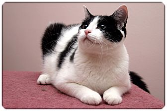 Domestic Shorthair Cat for Sale in Sterling Heights, Michigan - Bandit - ADOPTED! Domestic Shorthair Cat for Sale in Sterling Heights, Michigan - Bandit - ADOPTED!
