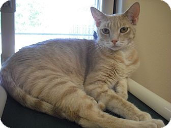 Domestic Shorthair Cat for Sale in Wickenburg, Arizona - Kipp Domestic Shorthair Cat for Sale in Wickenburg, Arizona - Kipp
