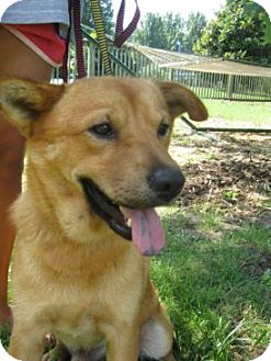 Labrador Retriever/Chow Chow Mix Dog for Sale in Pelham, New York - Brody Labrador Retriever/Chow Chow Mix Dog for Sale in Pelham, New York - Brody