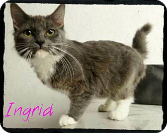 Domestic Mediumhair Kitten for Sale in Anywhere, Connecticut - Ingrid-SWEETHEART! Domestic Mediumhair Kitten for Sale in Anywhere, Connecticut - Ingrid-SWEETHEART!