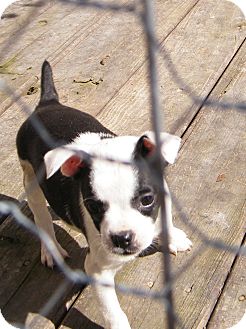 Boston Terrier/Terrier (Unknown Type, Small) Mix Puppy for Sale in Anywhere, Connecticut - Bounce Boston Terrier/Terrier (Unknown Type, Small) Mix Puppy for Sale in Anywhere, Connecticut - Bounce