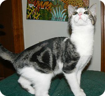 Domestic Shorthair Cat for Sale in Apex, North Carolina - Galaga Domestic Shorthair Cat for Sale in Apex, North Carolina - Galaga