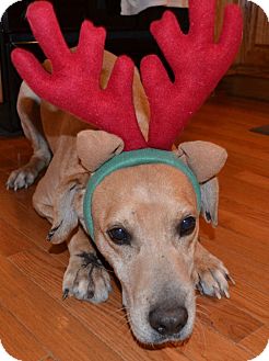 Labrador Retriever Mix Dog for Sale in Ocala, Florida - Tucker ($200 Fee) Labrador Retriever Mix Dog for Sale in Ocala, Florida - Tucker ($200 Fee)