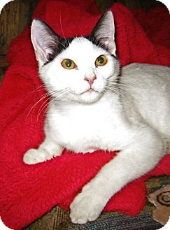 Domestic Shorthair Cat for Sale in Kansas City, Missouri - Dunlop Domestic Shorthair Cat for Sale in Kansas City, Missouri - Dunlop