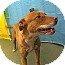 Labrador Retriever/Pit Bull Terrier Mix Puppy for Sale in San Diego, California - Milky Way Labrador Retriever/Pit Bull Terrier Mix Puppy for Sale in San Diego, California - Milky Way