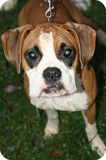 Boxer Mix Dog for Sale in Sherman, Connecticut - Maggie Betty's Dog Boxer Mix Dog for Sale in Sherman, Connecticut - Maggie Betty's Dog