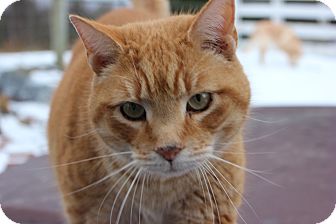 Domestic Shorthair Cat for Sale in Maxwelton, West Virginia - Otis Domestic Shorthair Cat for Sale in Maxwelton, West Virginia - Otis