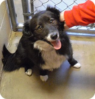 Border Collie/Cocker Spaniel Mix Dog for Sale in Wickenburg, Arizona - Lucy Border Collie/Cocker Spaniel Mix Dog for Sale in Wickenburg, Arizona - Lucy