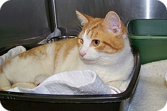 Domestic Shorthair Cat for Sale in Dover, Ohio - Bob Domestic Shorthair Cat for Sale in Dover, Ohio - Bob