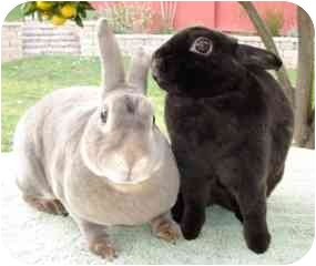 Rex Mix for Sale in Bonita, California - Kanga Rex Mix for Sale in Bonita, California - Kanga