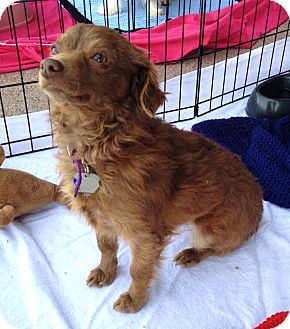 Terrier (Unknown Type, Small)/Chihuahua Mix Dog for Sale in Chandler, Arizona - Samantha Terrier (Unknown Type, Small)/Chihuahua Mix Dog for Sale in Chandler, Arizona - Samantha