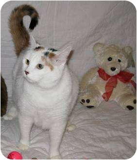 Turkish Van Cat for Sale in Poway, California - Apricot Angel Turkish Van Cat for Sale in Poway, California - Apricot Angel