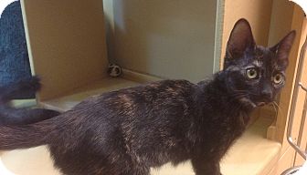 Calico Kitten for Sale in Modesto, California - Shelby Calico Kitten for Sale in Modesto, California - Shelby