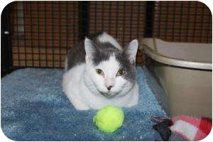 Domestic Shorthair Cat for Sale in North Branford, Connecticut - Beardsley Domestic Shorthair Cat for Sale in North Branford, Connecticut - Beardsley