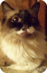 Ragdoll Cat for Sale in Ennis, Texas - Alma Ragdoll Cat for Sale in Ennis, Texas - Alma