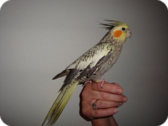 Cockatiel for Sale in St. Louis, Missouri - Cinnamon Cockatiel for Sale in St. Louis, Missouri - Cinnamon
