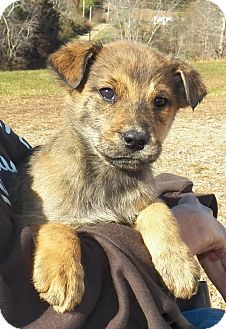 Shepherd (Unknown Type) Mix Puppy for Sale in Sussex, New Jersey - Tango Shepherd (Unknown Type) Mix Puppy for Sale in Sussex, New Jersey - Tango