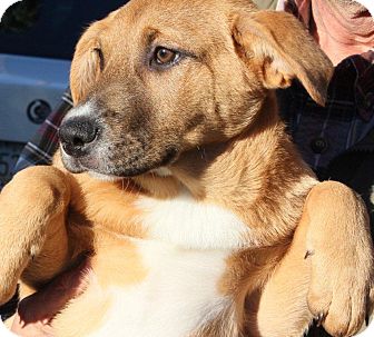 Shepherd (Unknown Type)/Labrador Retriever Mix Puppy for Sale in Chandler, Arizona - Jill Shepherd (Unknown Type)/Labrador Retriever Mix Puppy for Sale in Chandler, Arizona - Jill