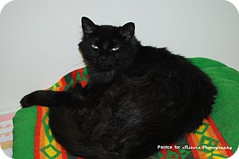 Domestic Mediumhair Cat for Sale in Lincoln, Nebraska - Blanche Domestic Mediumhair Cat for Sale in Lincoln, Nebraska - Blanche