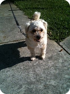 Shih Tzu/Poodle (Miniature) Mix Dog for Sale in Homestead, Florida - Jenny Shih Tzu/Poodle (Miniature) Mix Dog for Sale in Homestead, Florida - Jenny
