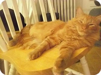 Maine Coon Cat for Sale in Whitestone, New York - kane kane Maine Coon Cat for Sale in Whitestone, New York - kane kane