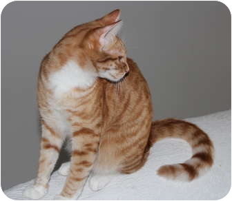 Domestic Shorthair Kitten for Sale in Duncan, British Columbia - Morrison Domestic Shorthair Kitten for Sale in Duncan, British Columbia - Morrison