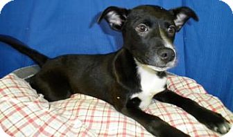 Retriever (Unknown Type)/Rat Terrier Mix Dog for Sale in Lincolnton, North Carolina - Rocco Retriever (Unknown Type)/Rat Terrier Mix Dog for Sale in Lincolnton, North Carolina - Rocco