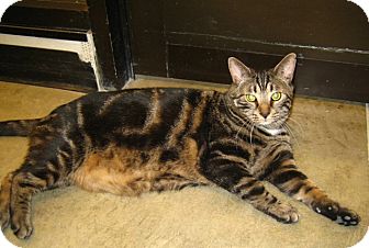 Domestic Shorthair Cat for Sale in Warminster, Pennsylvania - Tugger Domestic Shorthair Cat for Sale in Warminster, Pennsylvania - Tugger