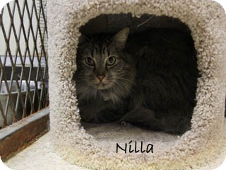 Maine Coon Cat for Sale in Hamilton, Montana - Nilla Maine Coon Cat for Sale in Hamilton, Montana - Nilla