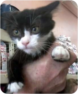 Domestic Mediumhair Kitten for Sale in Jacksonville, Florida - Jacee Domestic Mediumhair Kitten for Sale in Jacksonville, Florida - Jacee