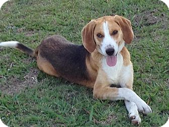 Hound (Unknown Type) Mix Dog for Sale in Shirley, New York - Noah Hound (Unknown Type) Mix Dog for Sale in Shirley, New York - Noah