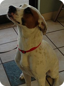 Hound (Unknown Type) Mix Dog for Sale in Chippewa Falls, Wisconsin - Sally Hound (Unknown Type) Mix Dog for Sale in Chippewa Falls, Wisconsin - Sally