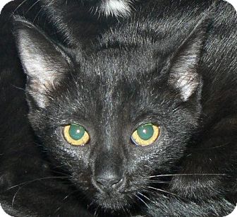 Domestic Shorthair Cat for Sale in Apex, North Carolina - Doodle Domestic Shorthair Cat for Sale in Apex, North Carolina - Doodle