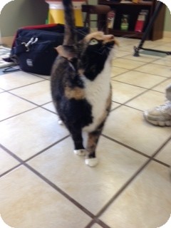 Domestic Shorthair Cat for Sale in Chippewa Falls, Wisconsin - Pretty Domestic Shorthair Cat for Sale in Chippewa Falls, Wisconsin - Pretty