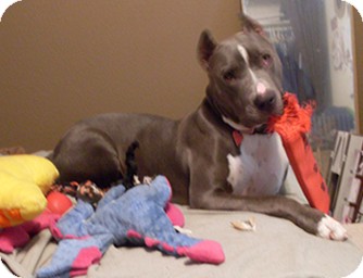 Great Dane/Pit Bull Terrier Mix Dog for Sale in Lancaster, California - Delilah Great Dane/Pit Bull Terrier Mix Dog for Sale in Lancaster, California - Delilah