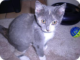 Calico Kitten for Sale in New Castle, Pennsylvania - Calico Kitten for Sale in New Castle, Pennsylvania -